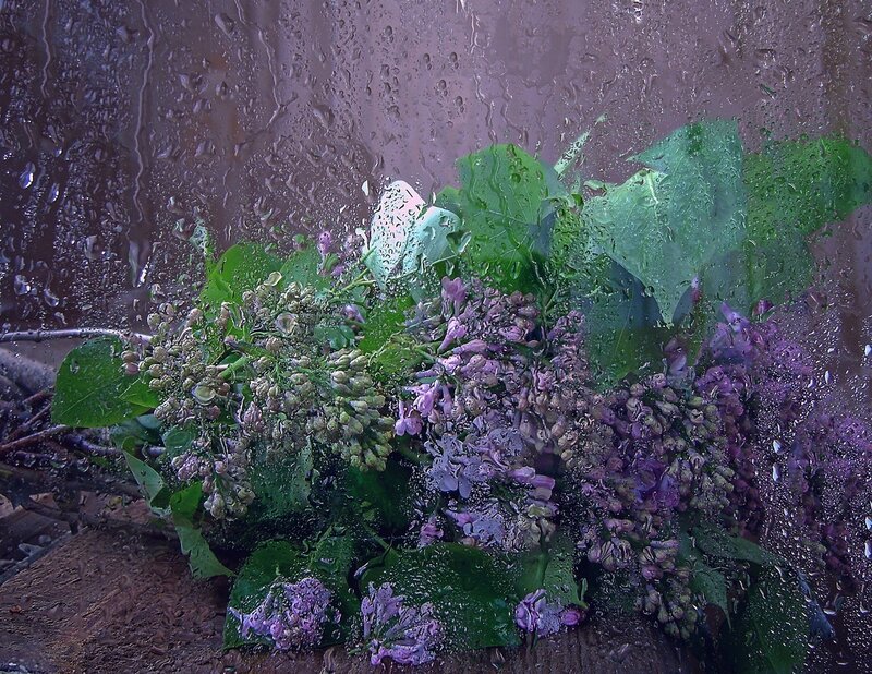 Purple Flowers in Rain — Moody
