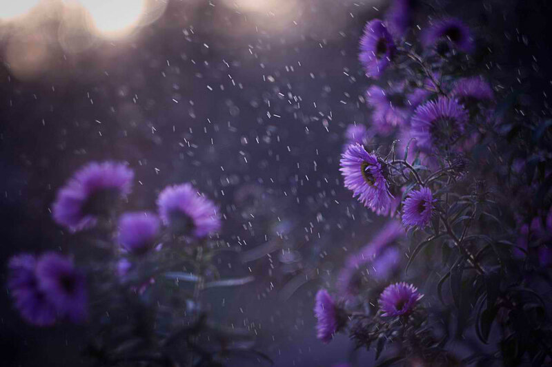 Purple Flowers in Rain — Serene, Sunset