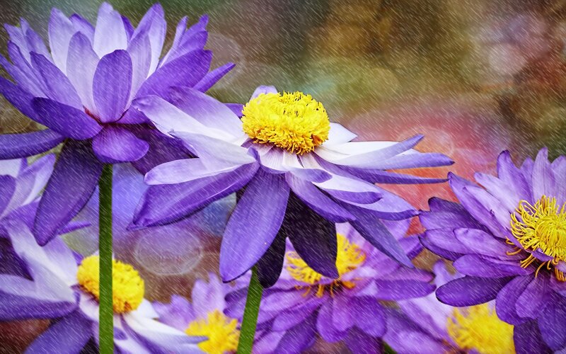 Purple Flowers in Rain — Serene