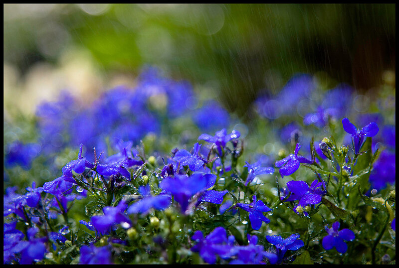 Purple Flowers in Rain