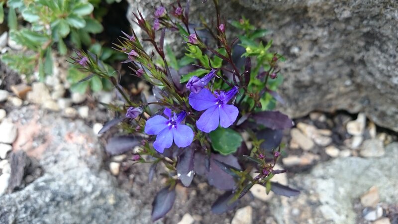 Purple Flowers in Rock — Calm