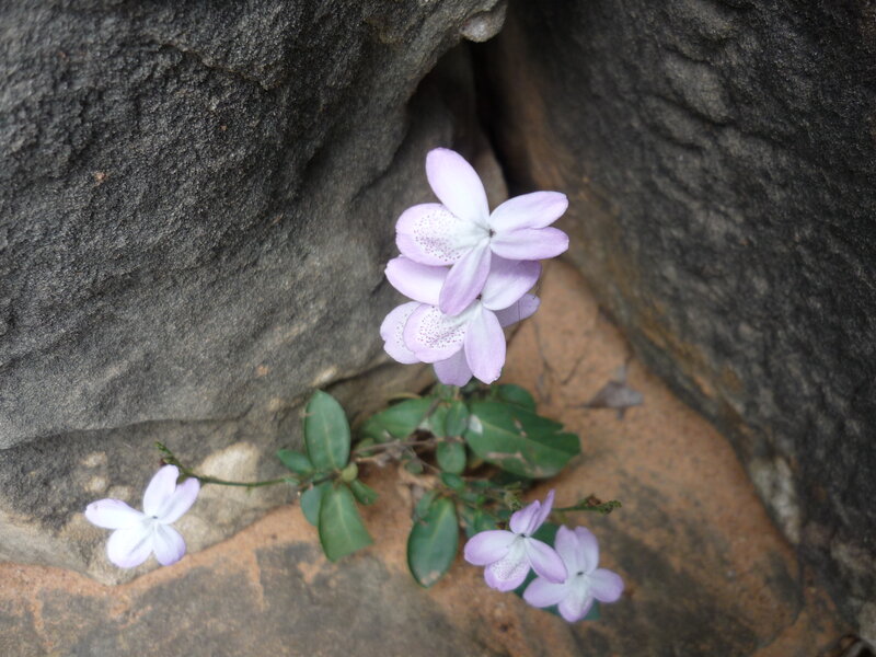 Purple Flowers in Rock