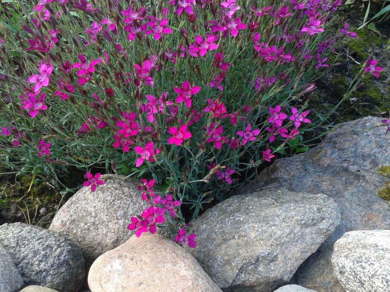 Purple Flowers in Rocks