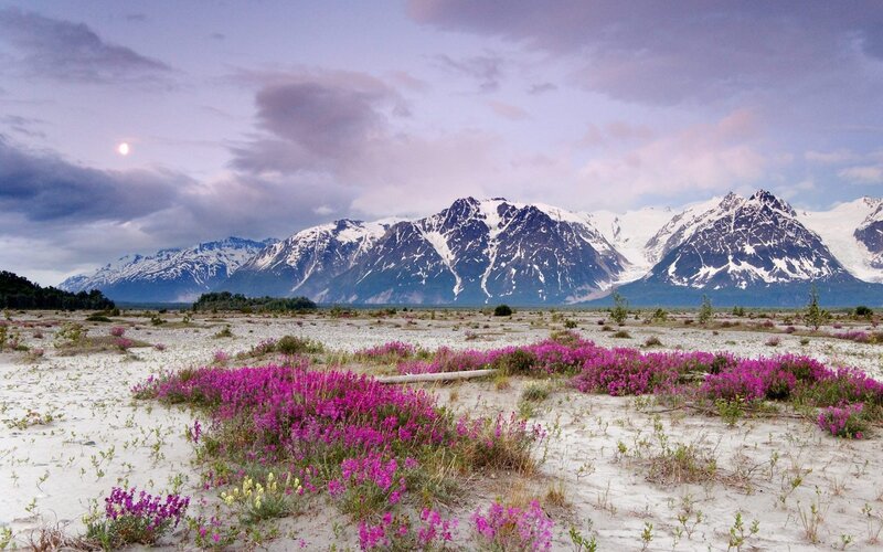 Purple Flowers in Sand — Serene