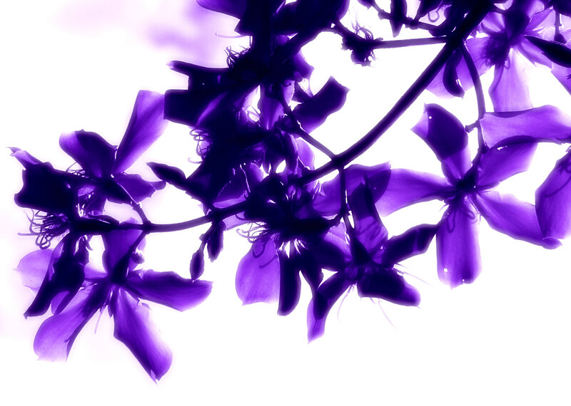 Purple Flowers in Silhouette — Serene