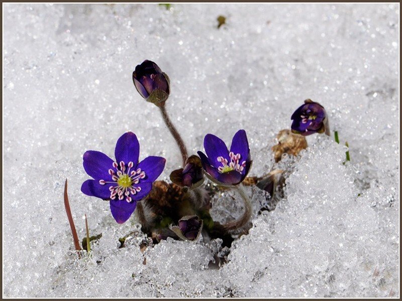 Purple Flowers in Snow — Resilient