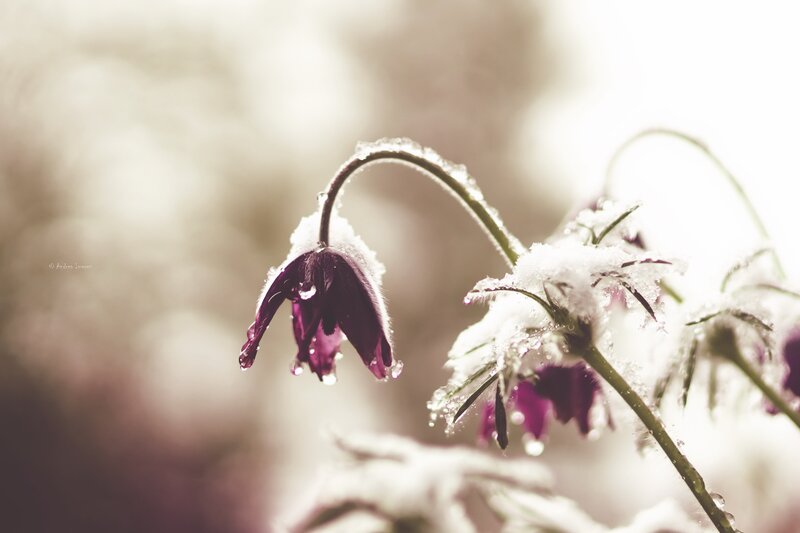 Purple Flowers in Snow — Serene, Winter