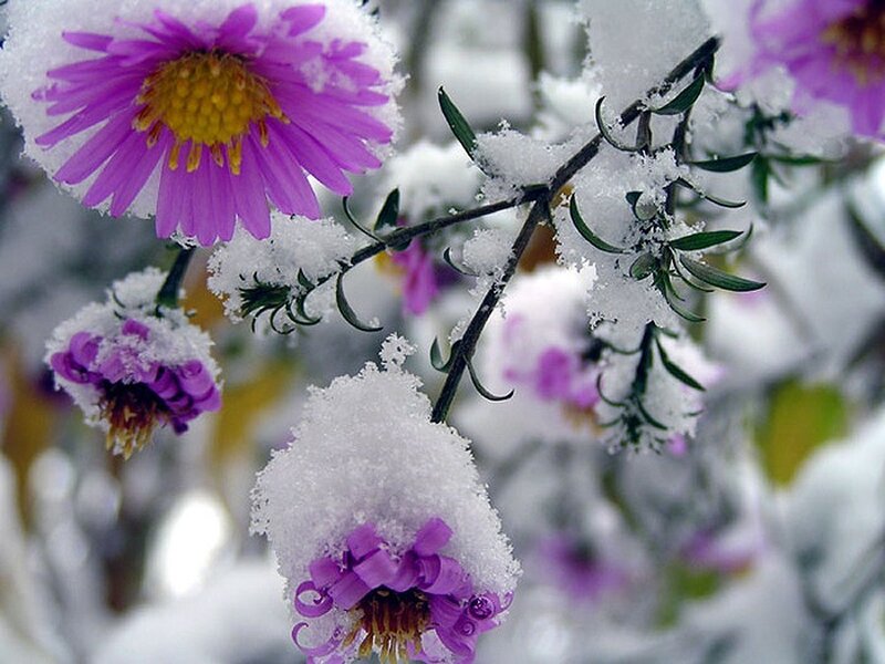Purple Flowers in Snow