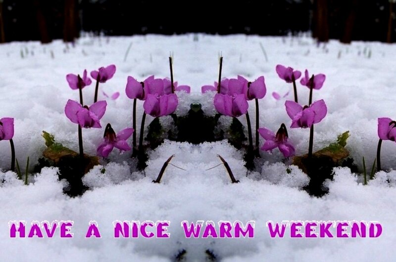 Purple Flowers in Snow — White