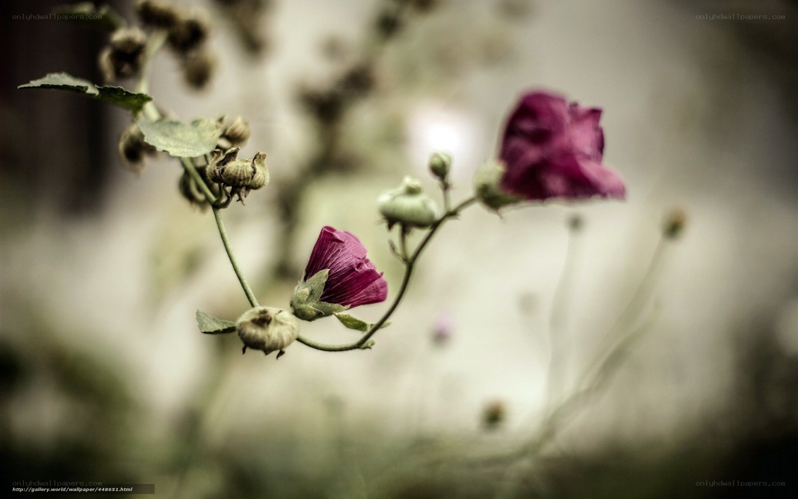 purple flowers in soft focus