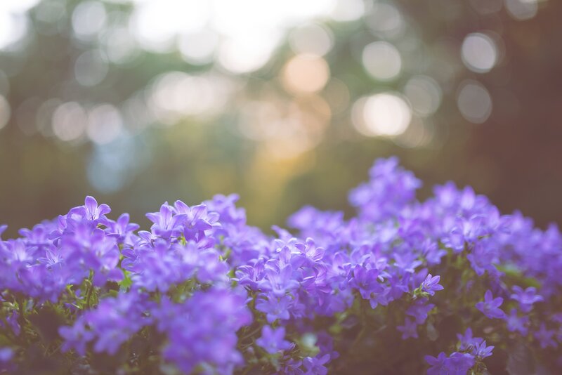 Purple flowers in soft focus