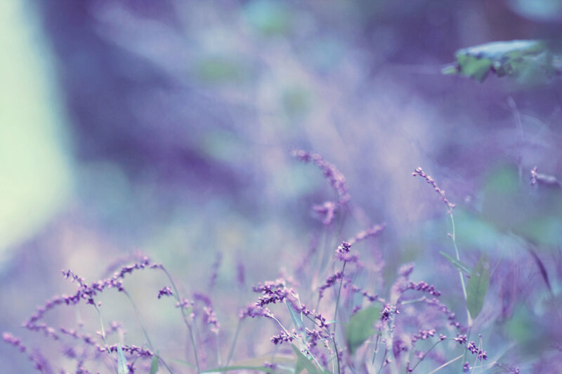 Purple flowers in soft focus