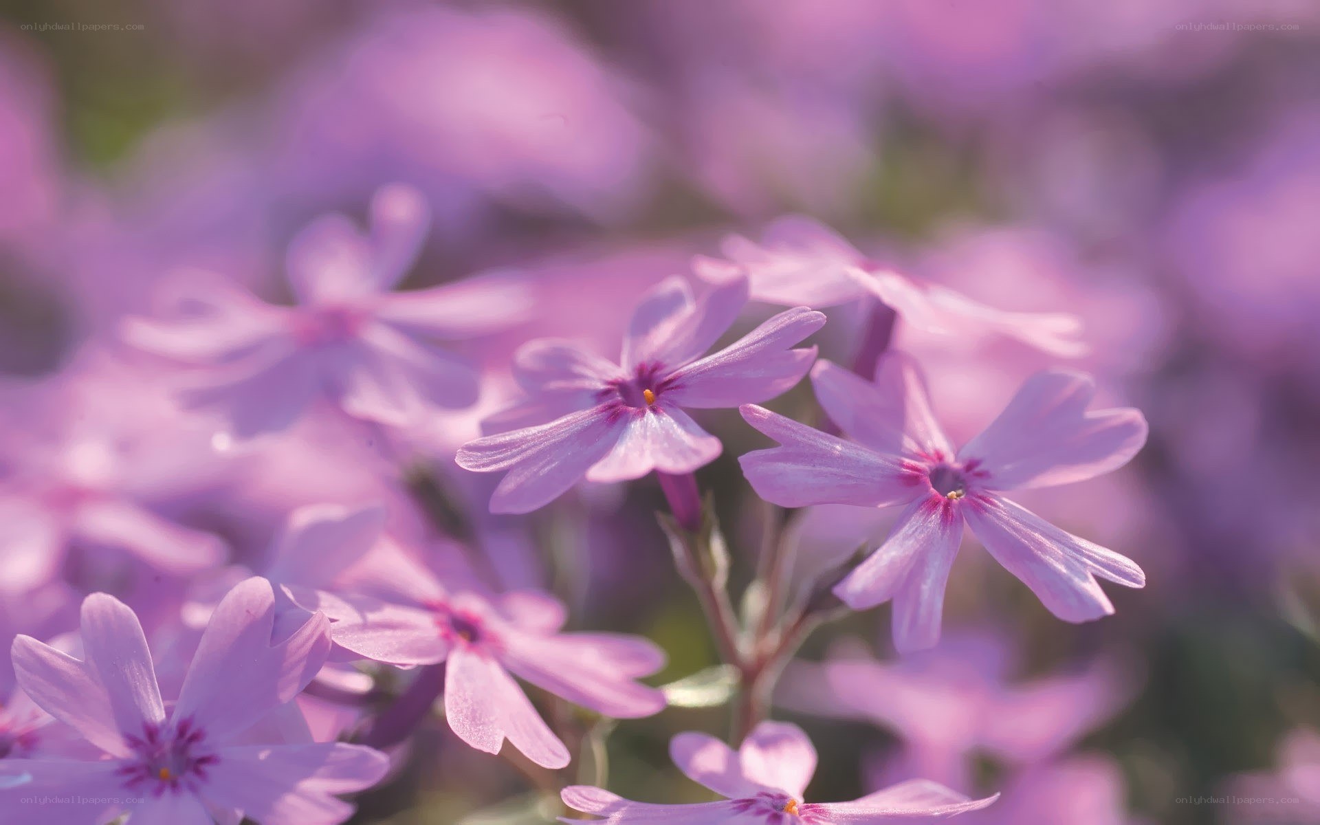 Purple flowers in soft focus