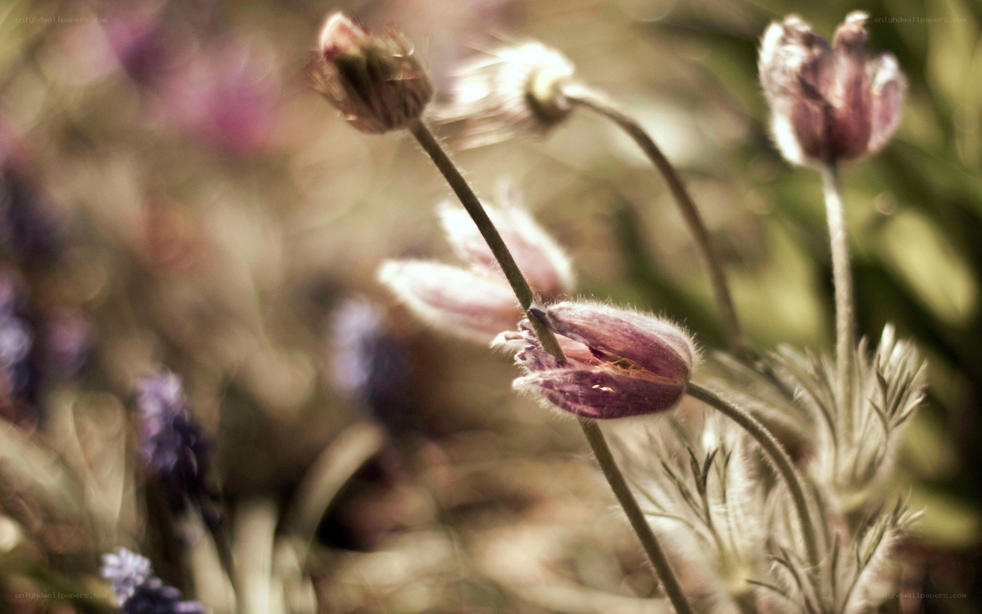 purple flowers in soft focus
