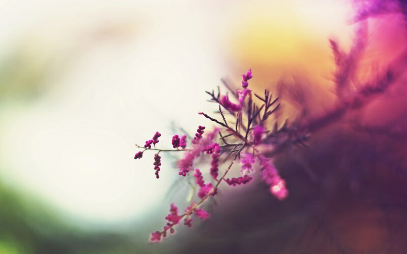 purple flowers in soft focus