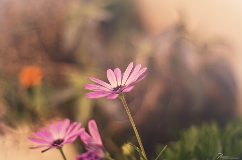 Purple flowers in soft focus