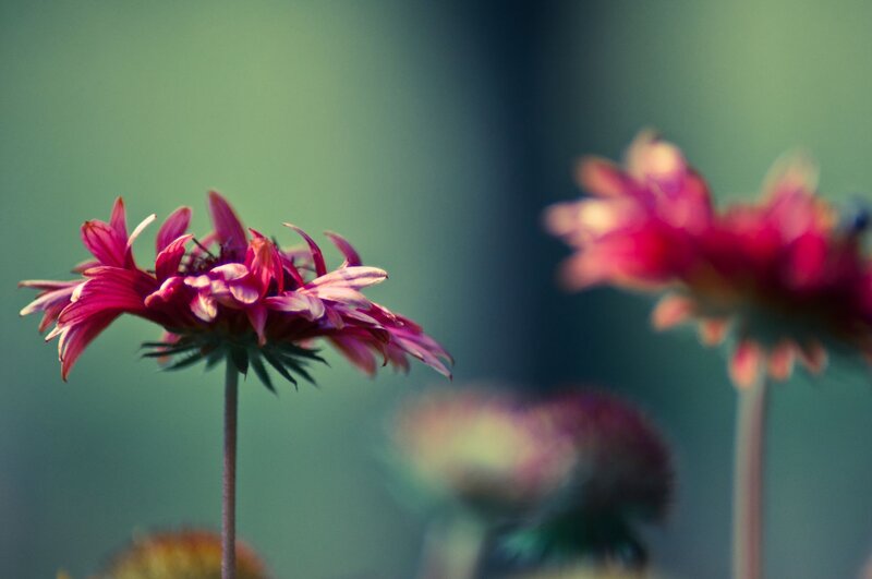 Purple flowers in soft focus