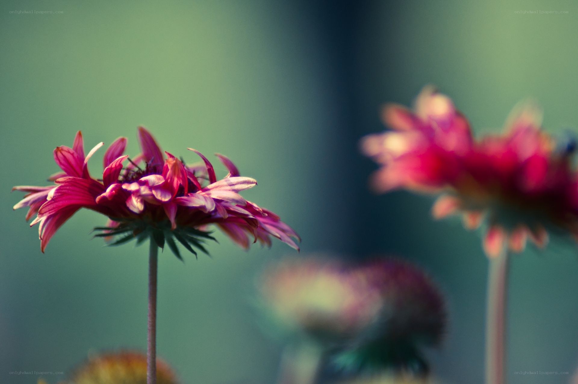 Purple flowers in soft focus