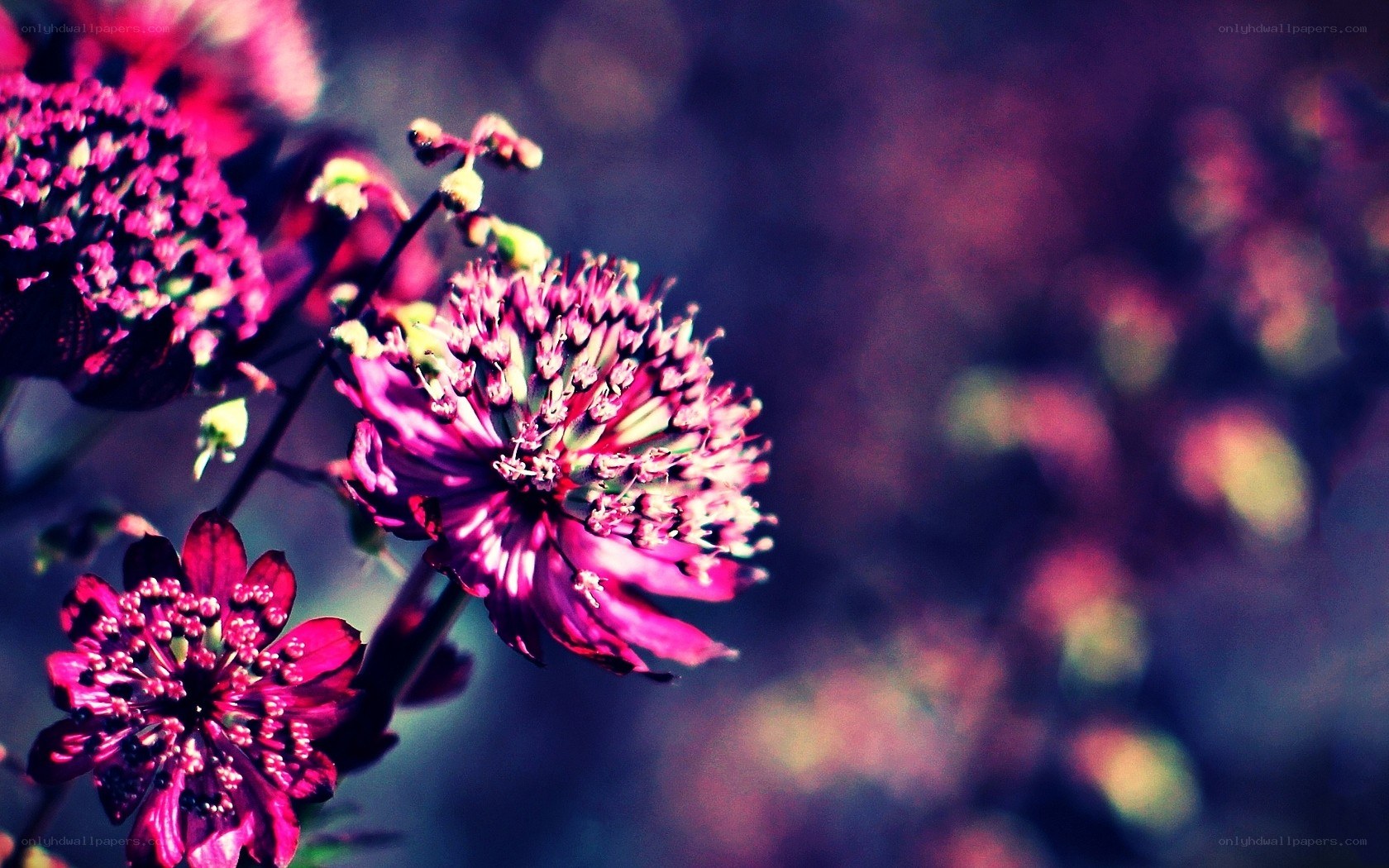 purple flowers in soft focus