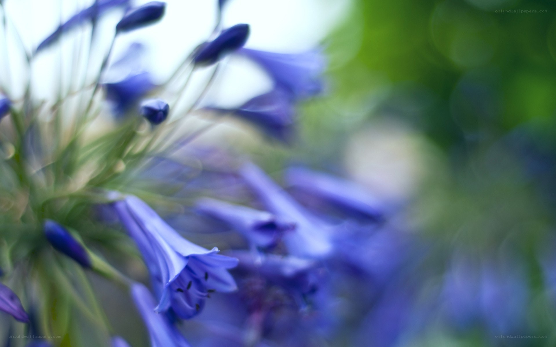 purple flowers in soft focus