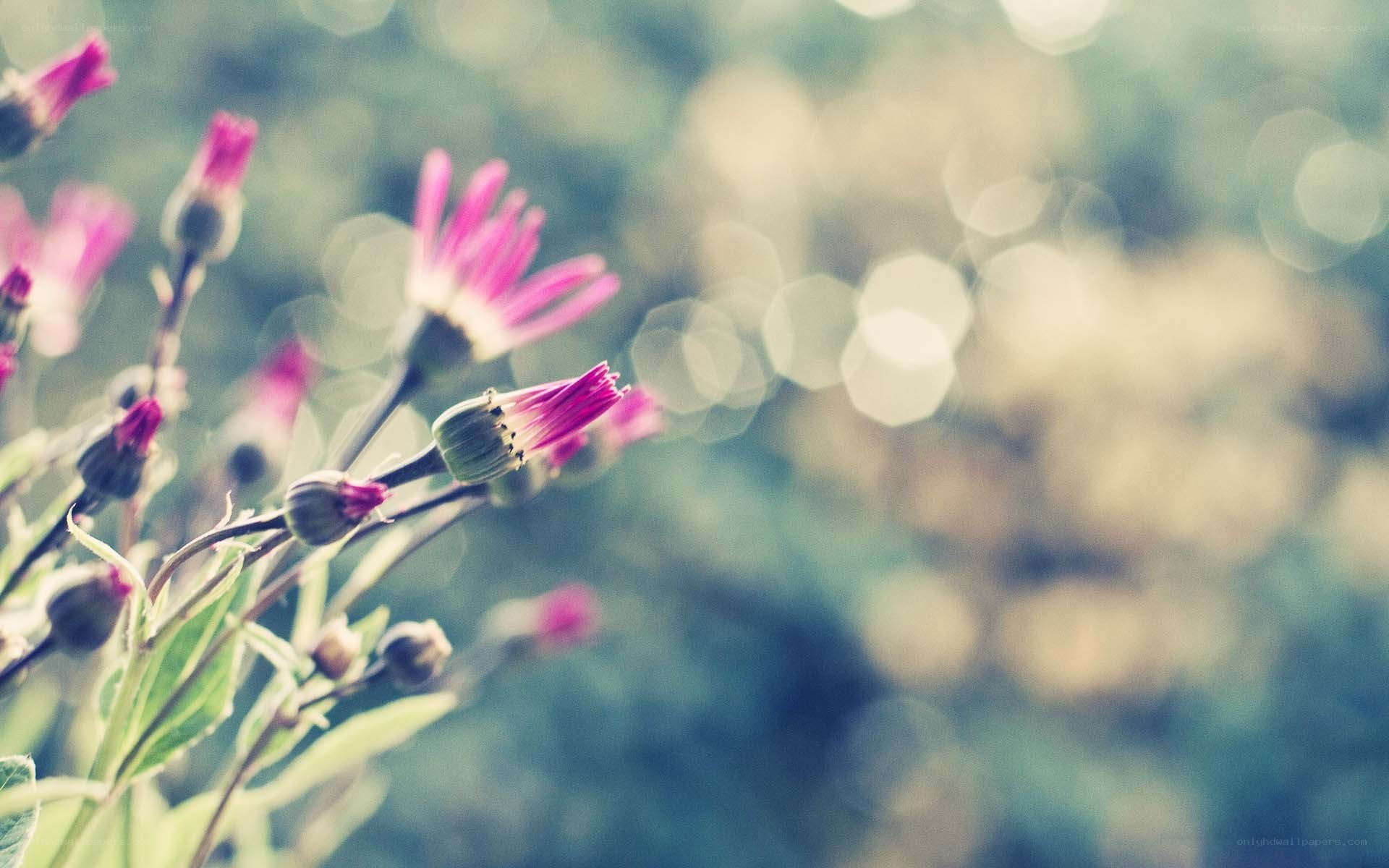 Purple flowers in soft focus