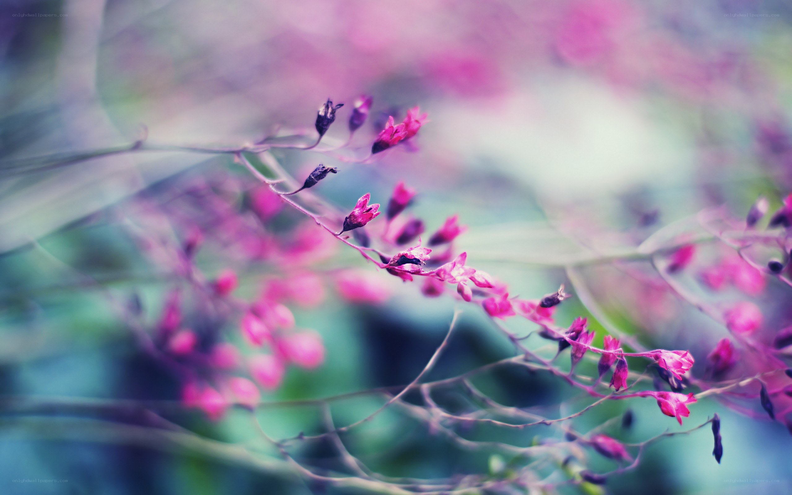 Purple flowers in soft focus