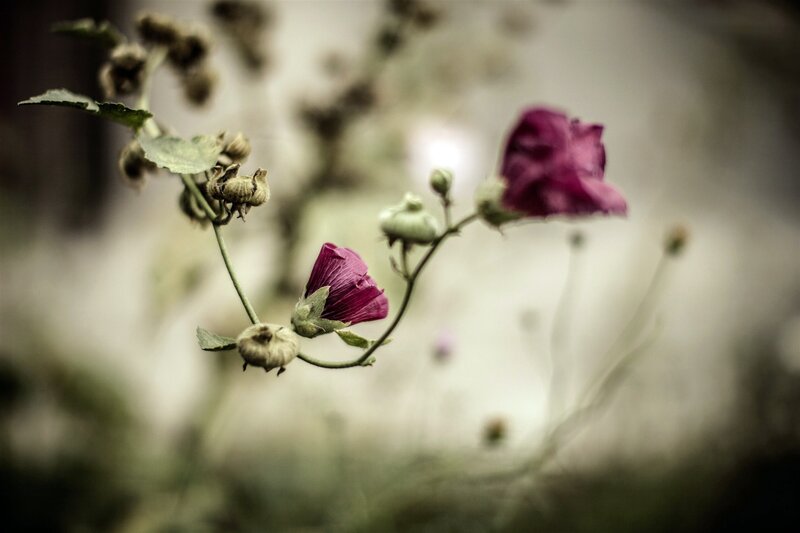 Purple flowers in soft focus