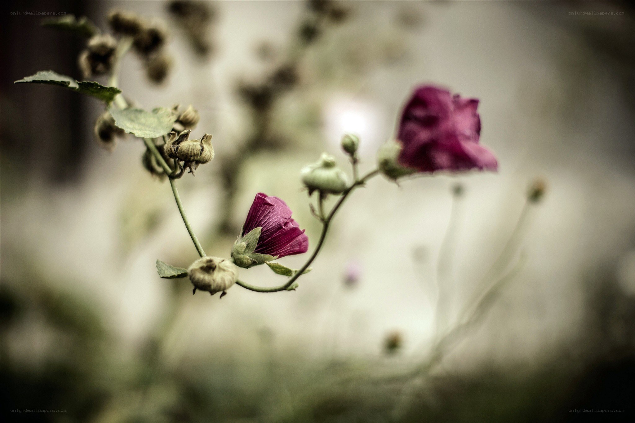 Purple flowers in soft focus