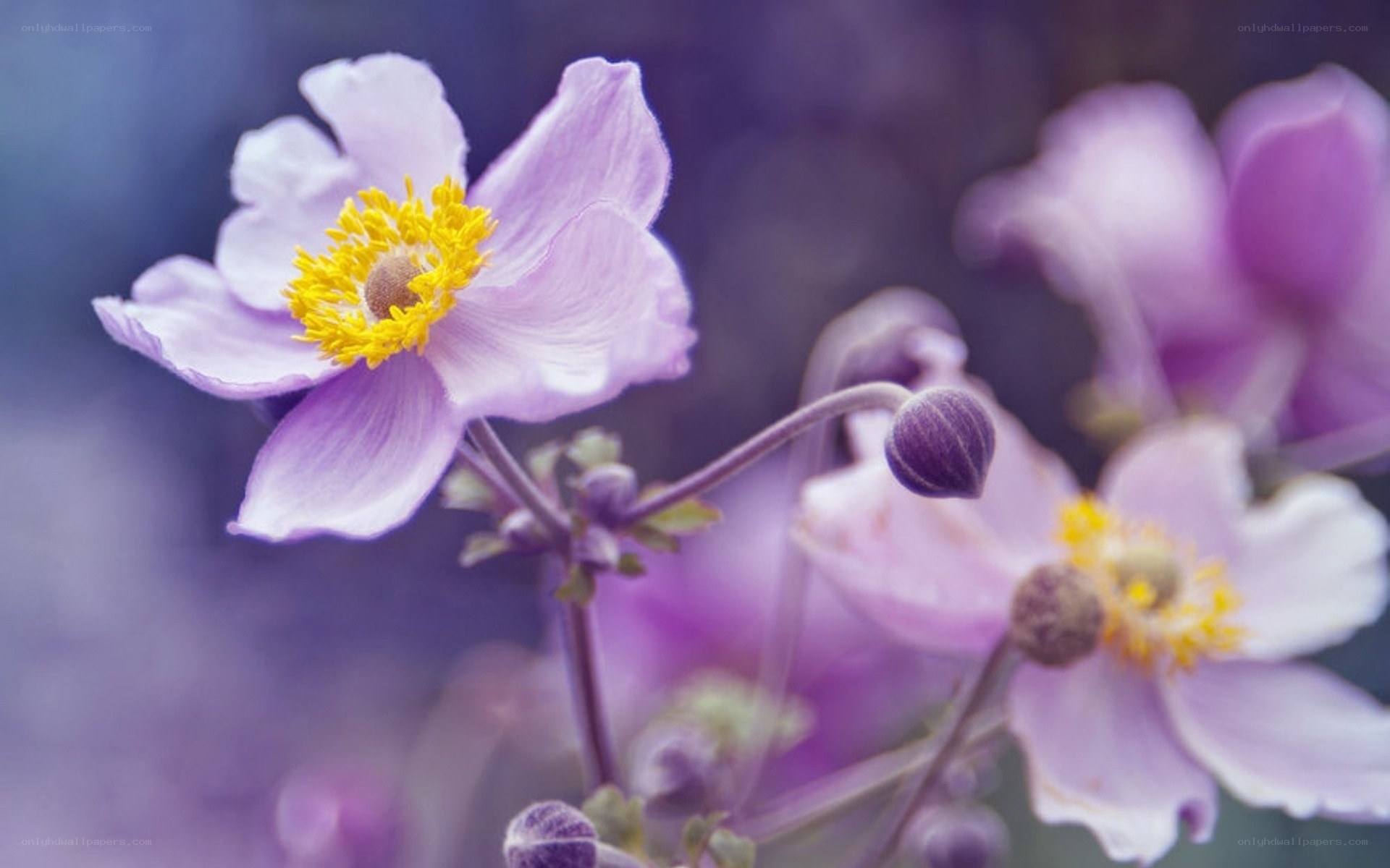 Purple flowers in soft focus