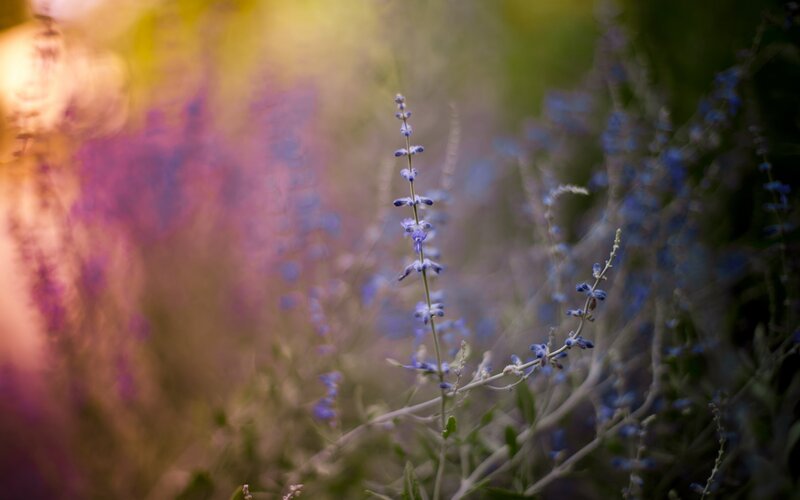 purple flowers in soft focus