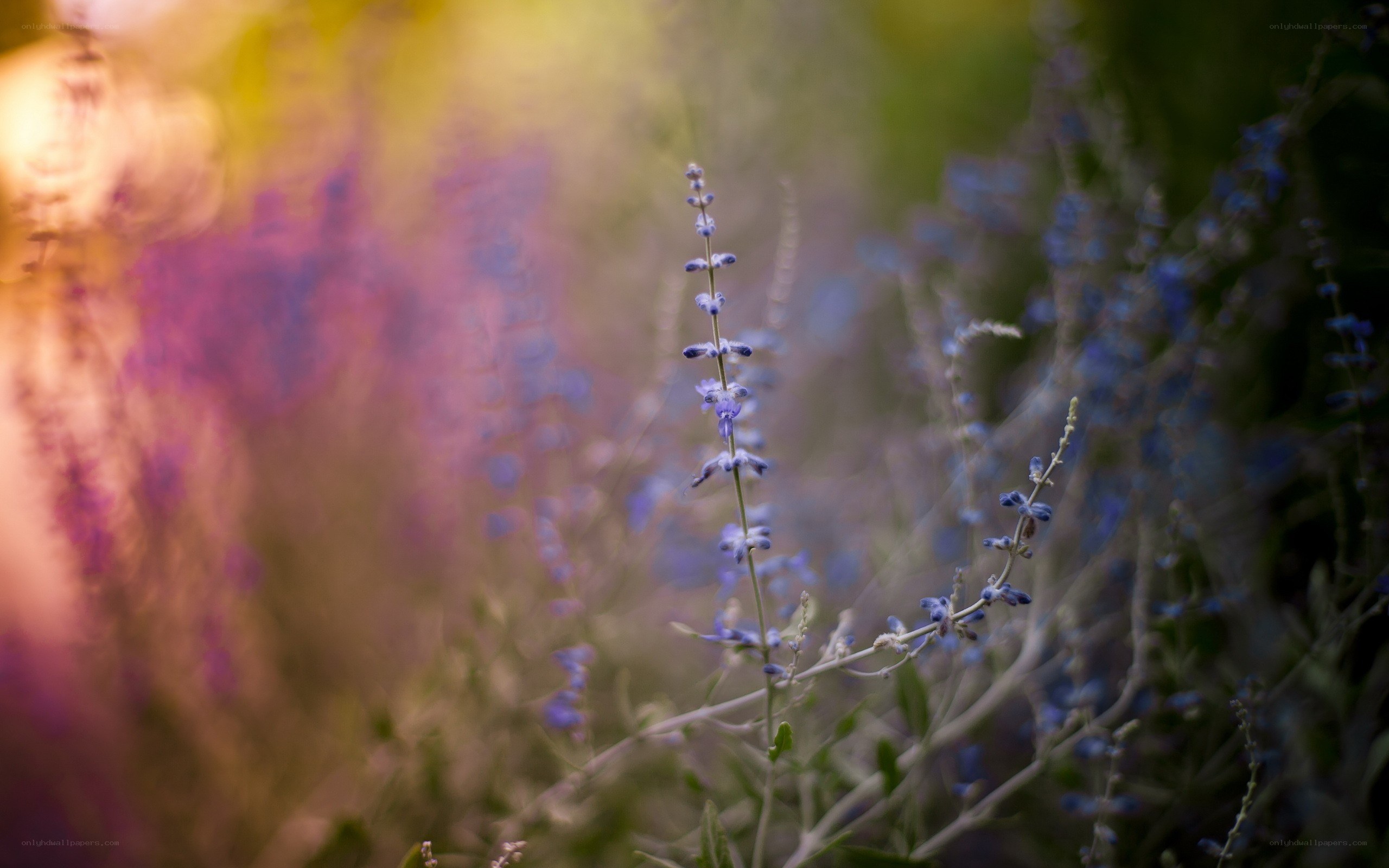 purple flowers in soft focus
