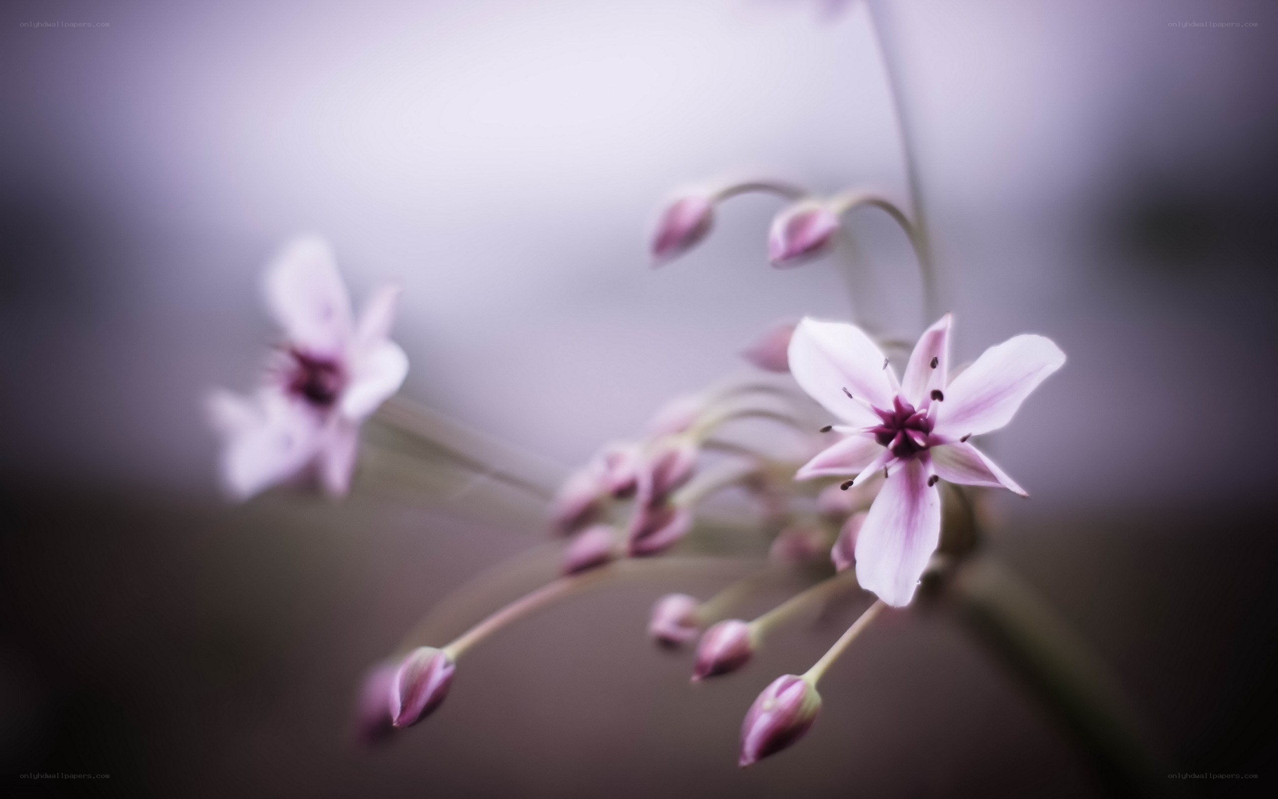 Purple flowers in soft focus