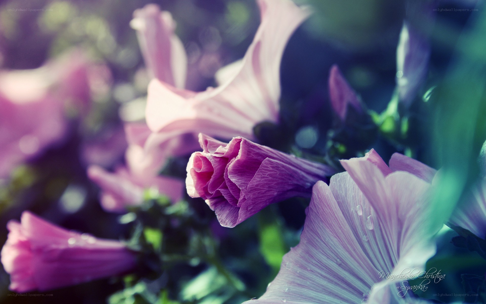 purple flowers in soft focus