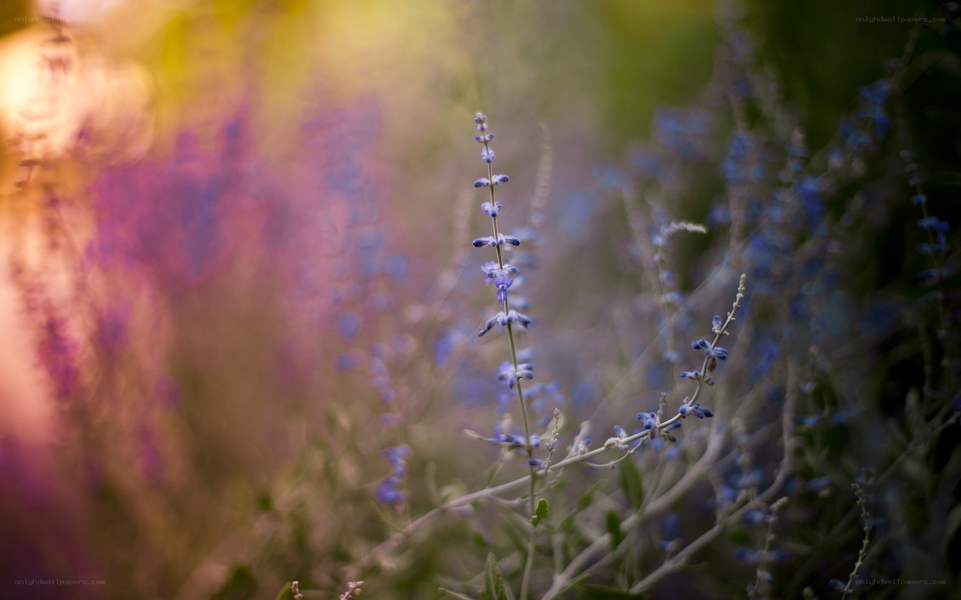 purple flowers in soft focus