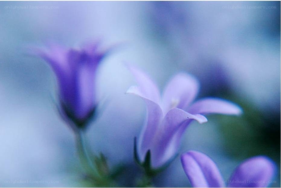 Purple flowers in soft focus