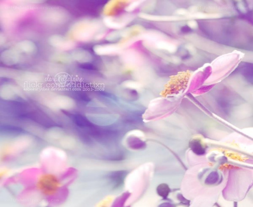 purple flowers in soft focus