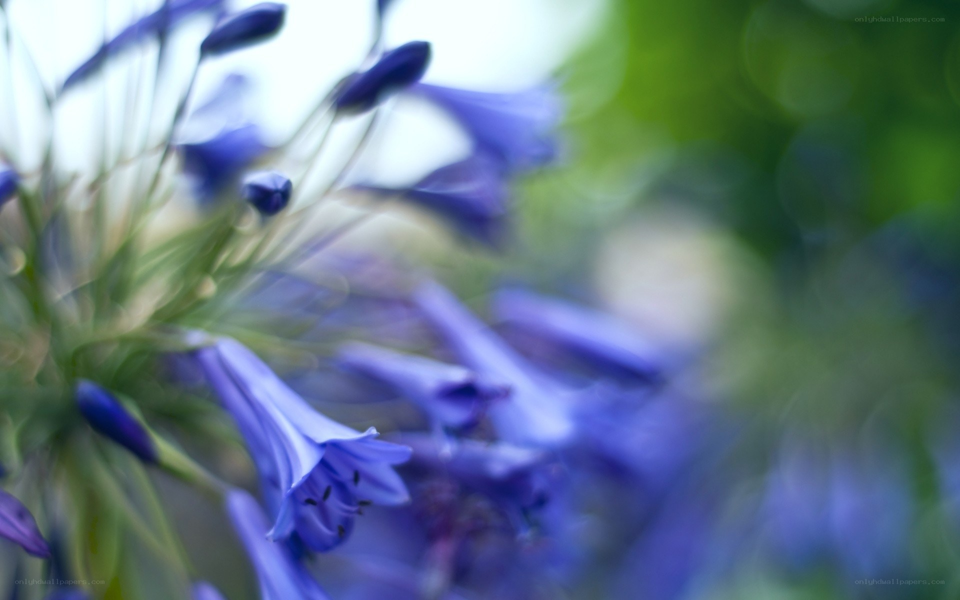 Purple flowers in soft focus