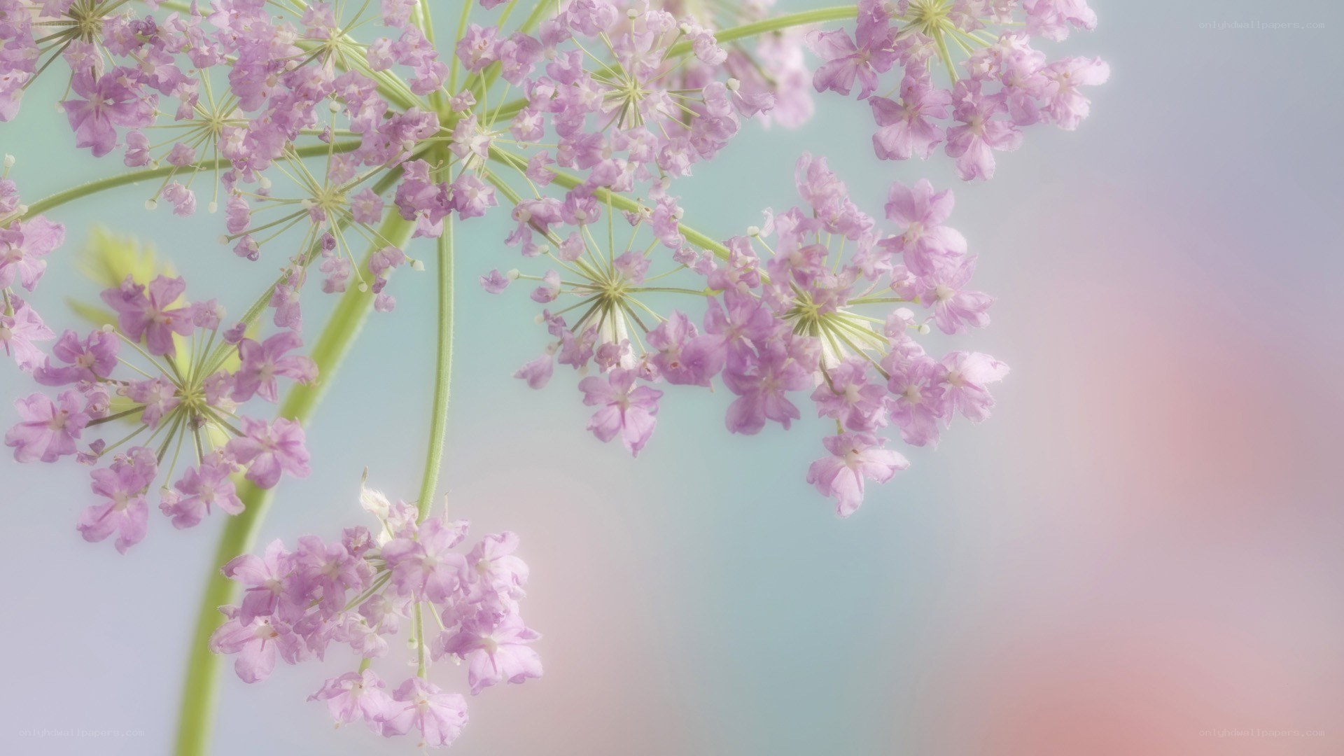 purple flowers in soft light