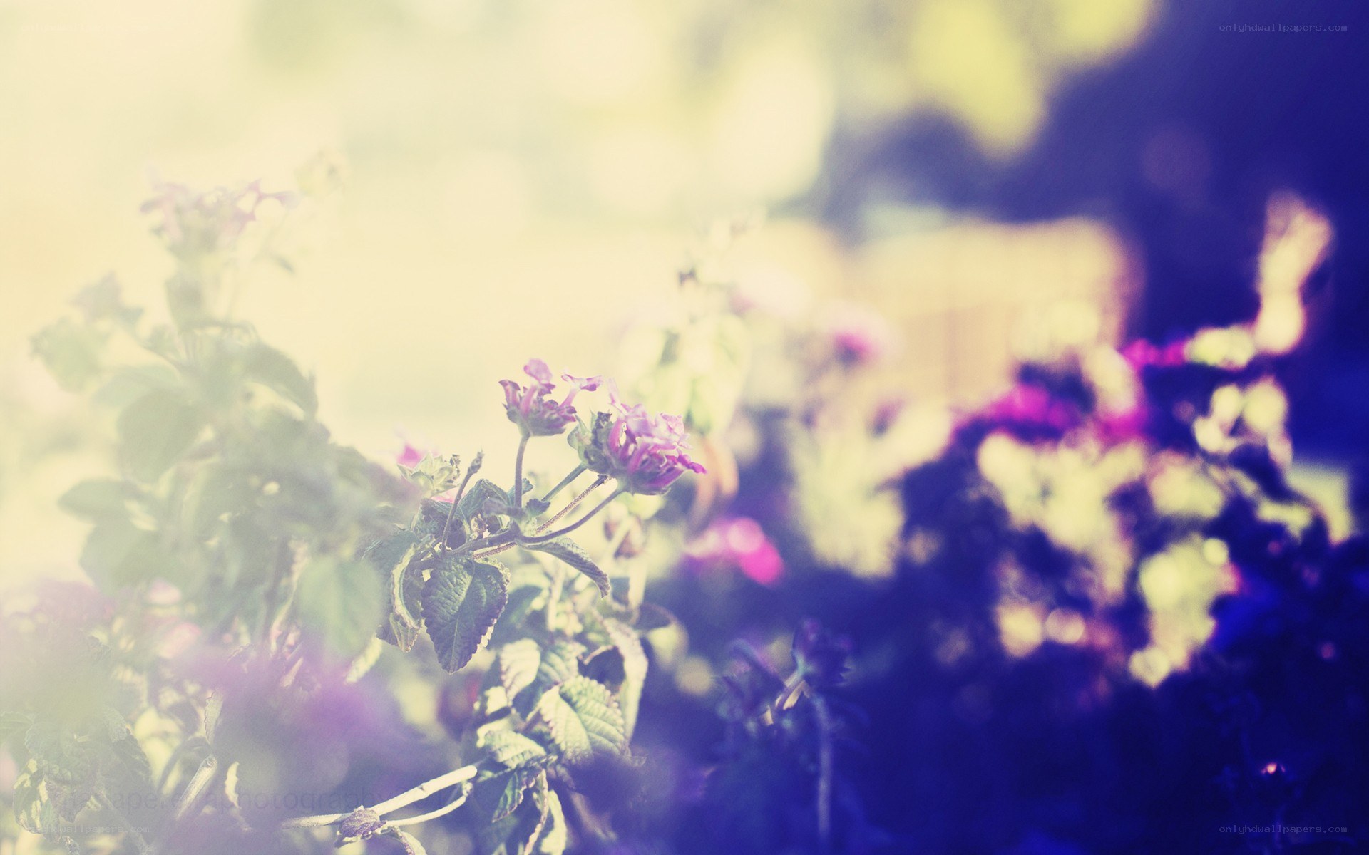 purple flowers in soft light