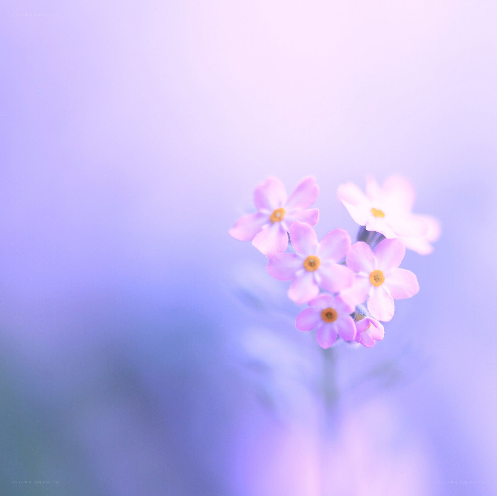 purple flowers in soft light