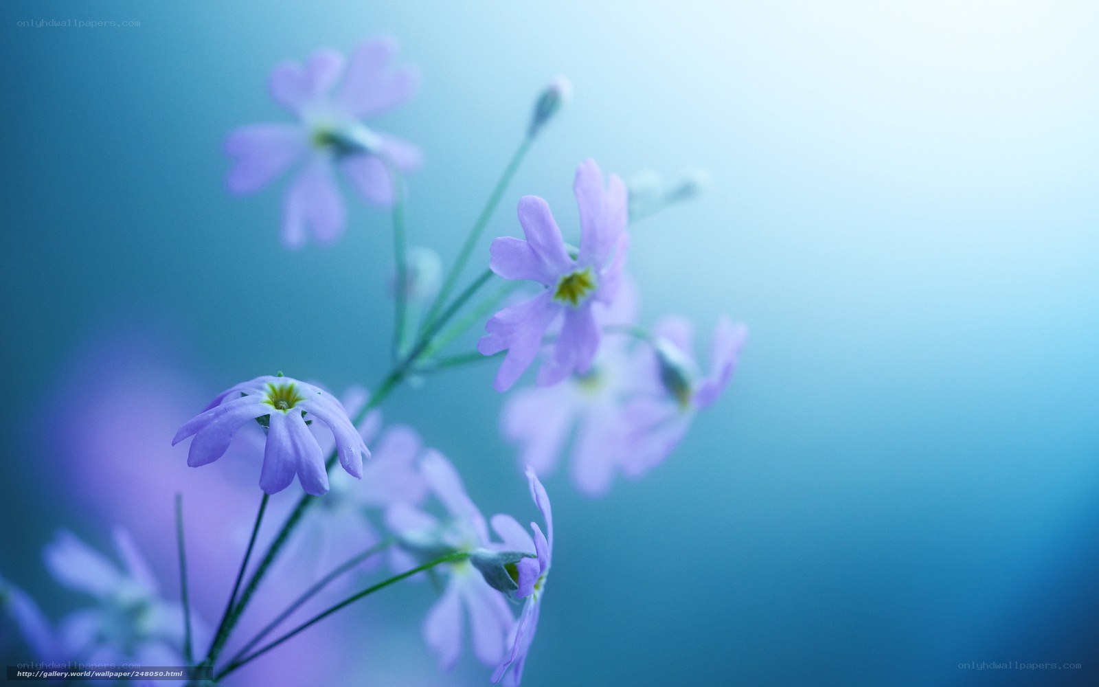 Purple flowers in soft light