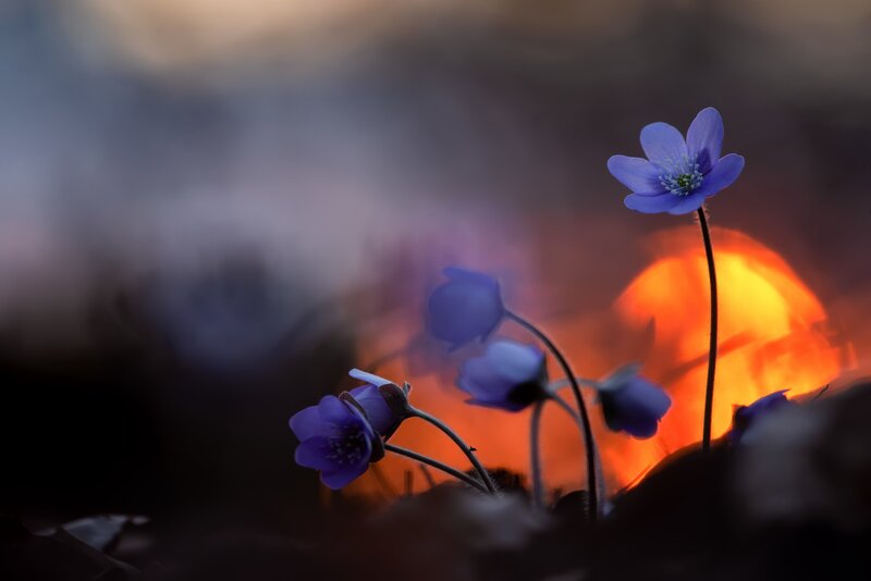 Purple Flowers in Soil — Blue