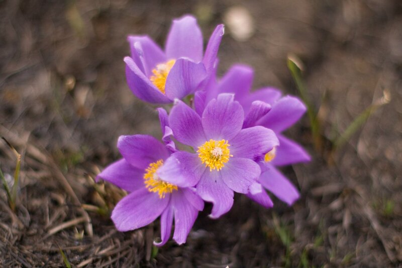 Purple Flowers in Soil — Calm, Spring, Photograph