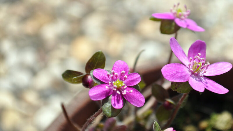 Purple Flowers in Soil — Calm, Spring
