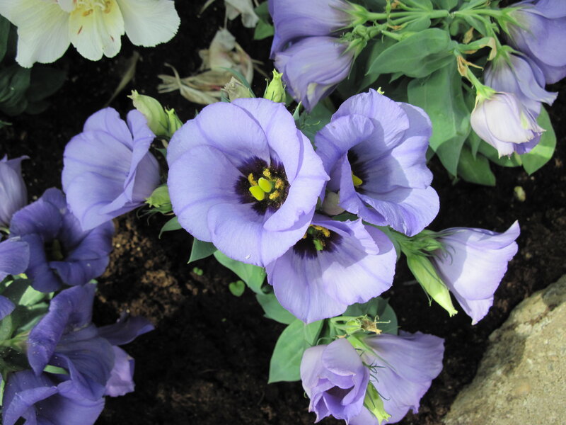 Purple Flowers in Soil — Calm