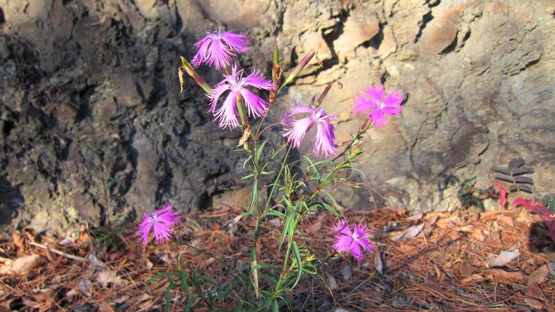Purple Flowers in Soil — Natural