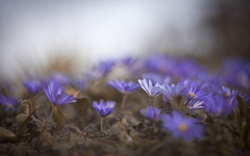 Purple Flowers in Soil — Serene, Spring