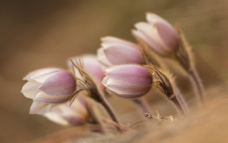 Purple Flowers in Soil — Serene