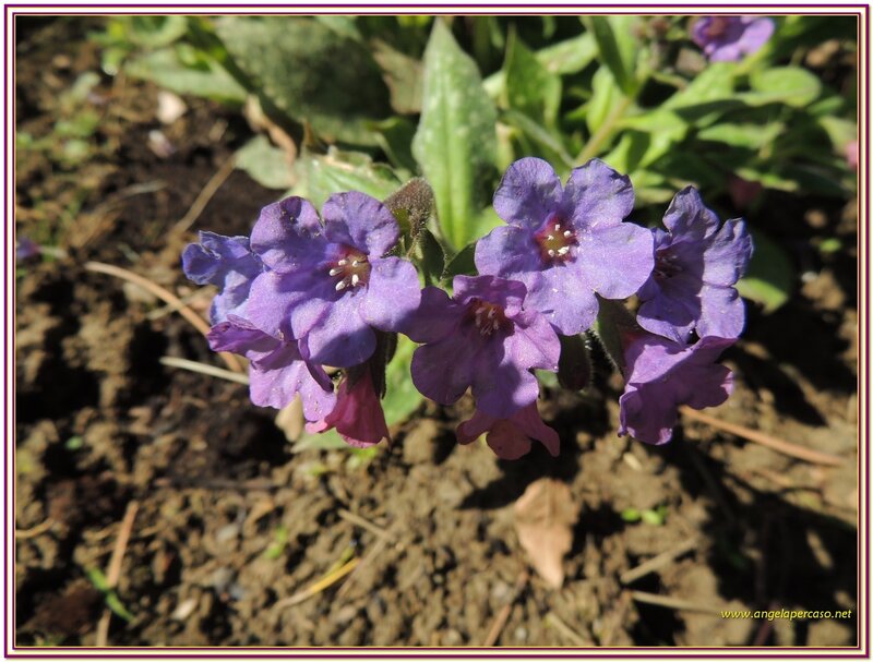 Purple Flowers in Soil