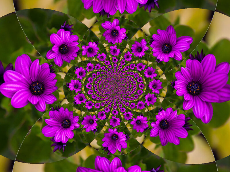 Purple Flowers in Spiral — Hypnotic